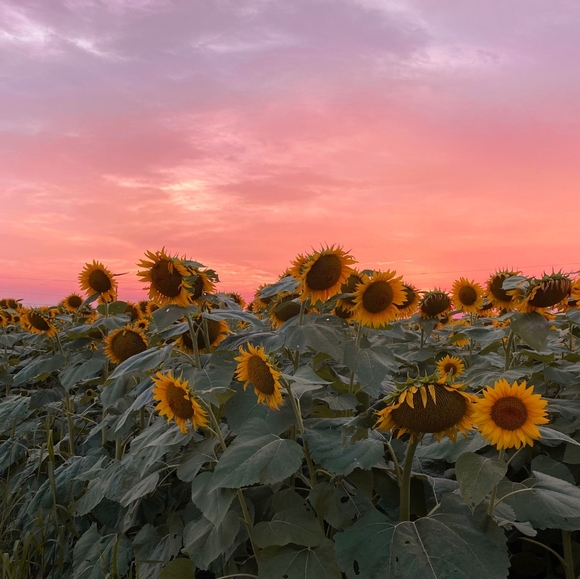 Meet your Posher, Melodie Posh Ambassador - Picture 2 of 2